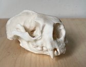 Preparatenshop replica cast schedel zee-otter