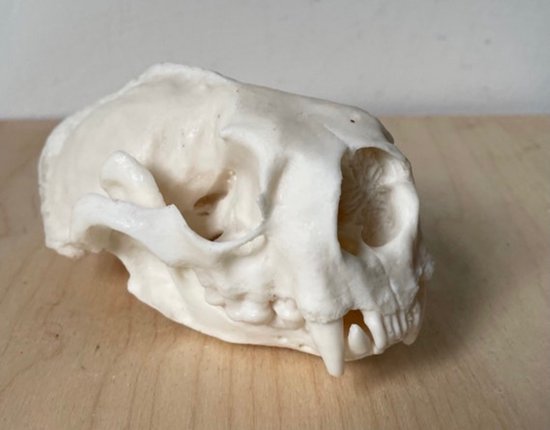 Preparatenshop replica cast schedel zee-otter