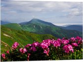 Acrylglas - Groepje Roze Bloemen op Top van Berg in Berglandschap - 100x75 cm Foto op Acrylglas (Met Ophangsysteem)