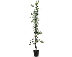 Tropictrees - Toscaanse Jasmijnplant - Klimplant - Wit - Winterhard - Hoogte 140cm - Pot ⌀ 20 cm - trachelospermum jasminoides - sterjasmijn
