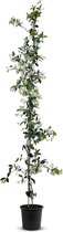 Tropictrees - Toscaanse Jasmijnplant - Klimplant - Wit - Winterhard - Hoogte 140cm - Pot ⌀ 20 cm - trachelospermum jasminoides - sterjasmijn