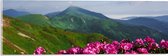 Acrylglas - Groepje Roze Bloemen op Top van Berg in Berglandschap - 60x20 cm Foto op Acrylglas (Met Ophangsysteem)