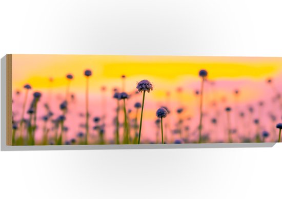 Hout - Kleine Witte Madeliefjes in het Veld bij Zonsondergang - 90x30 cm - 9 mm dik - Foto op Hout (Met Ophangsysteem)