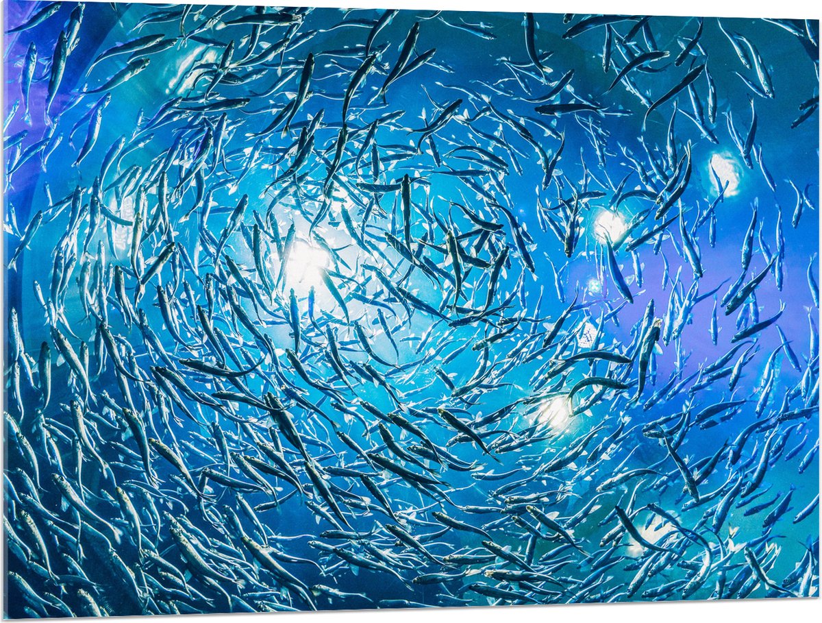 Acrylglas - School Vissen in een Groot Aquarium - 100x75 cm Foto op Acrylglas (Wanddecoratie op Acrylaat)