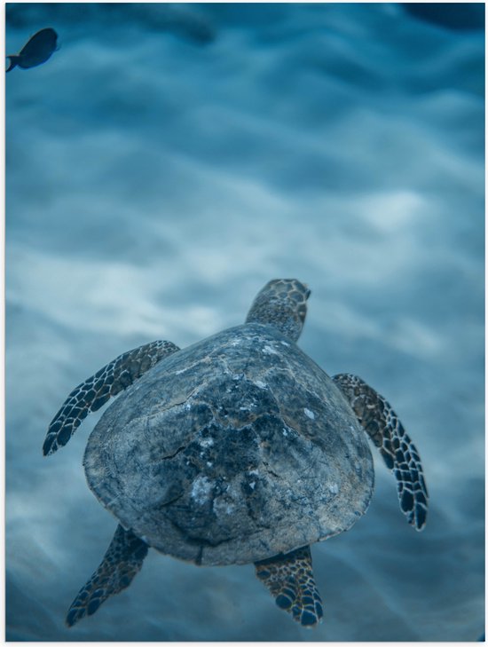 Poster Glanzend – Zeeschildpad Zwemmend aan het Oppervlak van het Water - 30x40 cm Foto op Posterpapier met Glanzende Afwerking
