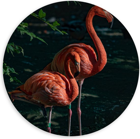 WallClassics - PVC Schuimplaat Muurcirkel - Flamingo Duo tussen Groene Takken - 100x100 cm Foto op Muurcirkel (met ophangsysteem)