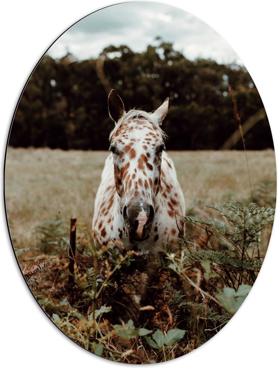WallClassics - Dibond Ovaal - Aankijkend Paard met Bruine Stippen - 51x68 cm Foto op Ovaal (Met Ophangsysteem)