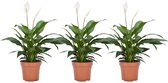 Plant in a Box - Spathiphyllum 'Lepelplant' - Set van 3 - Luchtzuiverend - Kamerplant - Pot 12cm - Hoogte 30-40cm