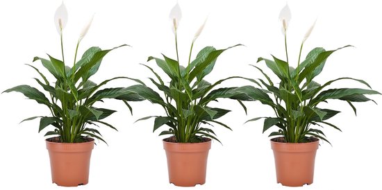 klauw Inspecteren tiener Plant in a Box - Spathiphyllum 'Lepelplant' - Set van 3 - Luchtzuiverend -  Kamerplant... | bol.com
