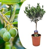 Olijfboom op stam - Olea Europaea - Pot ⌀17 cm -Hoogte  50-60 cm