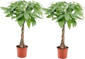 Bol.com Plant in a Box - Pachira Aquatica - Set van 2 kamerplanten - Geldboompjes - Pot 17cm - Hoogte 60-70cm aanbieding