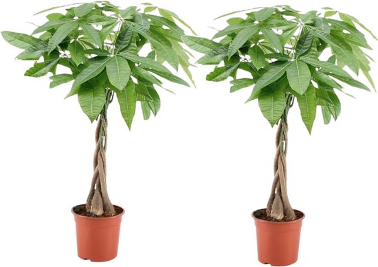 Plant in a Box - Pachira Aquatica - Set van 2 kamerplanten - Geldboompjes - Pot 17cm - Hoogte 60-70cm