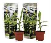 Plant in a Box - Set de 2 Musa Basjoo - bananiers rustiques - Pot 9cm - Hauteur 25-40cm