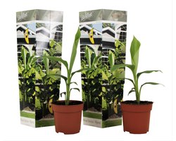 Plant in a Box - Musa Basjoo - Set van 2 - Winterharde bananenplanten - Tuinbanaan - Pot 9cm - Hoogte 25-40cm