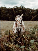 WallClassics - Poster Glanzend – Aankijkend Paard met Bruine Stippen - 30x40 cm Foto op Posterpapier met Glanzende Afwerking