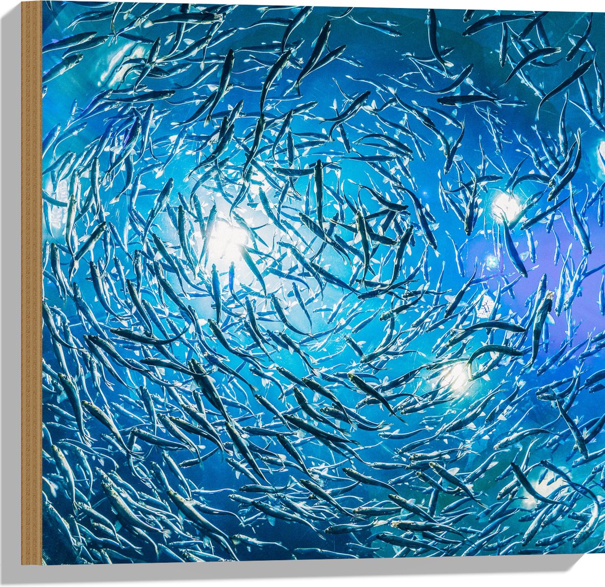 Hout - School Vissen in een Groot Aquarium - 50x50 cm - 9 mm dik - Foto op Hout (Met Ophangsysteem)