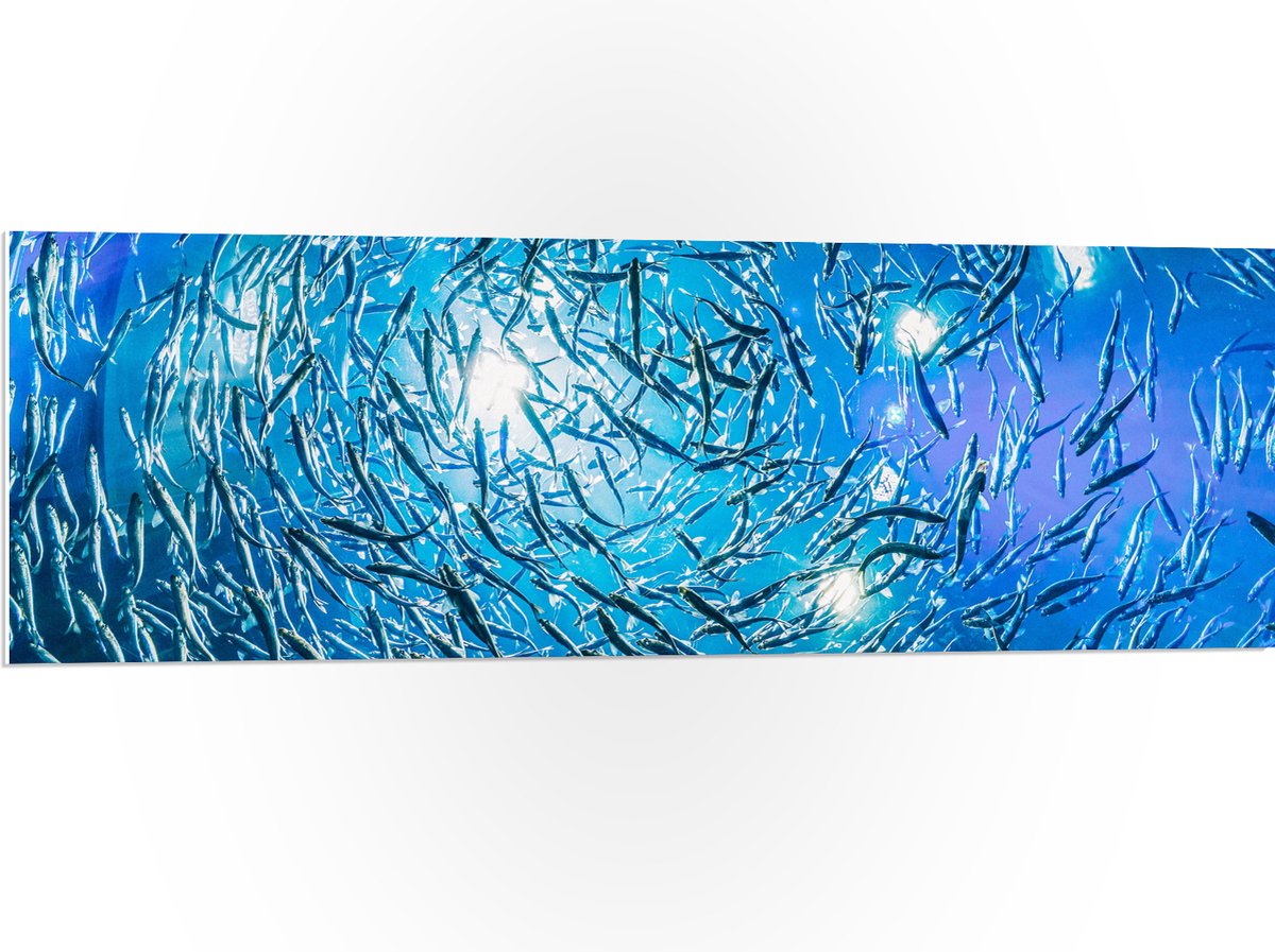 PVC Schuimplaat - School Vissen in een Groot Aquarium - 120x40 cm Foto op PVC Schuimplaat (Met Ophangsysteem)