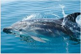 Poster Glanzend – Zwemmende Dolfijn in de Zee - 90x60 cm Foto op Posterpapier met Glanzende Afwerking