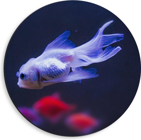 Dibond Muurcirkel - Mooie Witte Vis in het Aquarium - 40x40 cm Foto op Aluminium Muurcirkel (met ophangsysteem)