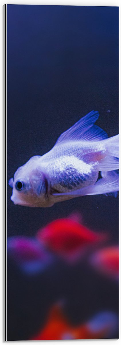 Dibond - Mooie Witte Vis in het Aquarium - 20x60 cm Foto op Aluminium (Met Ophangsysteem)
