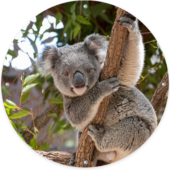 Ronde Tuinposter Koala