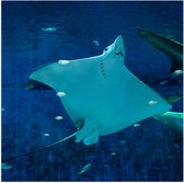 WallClassics - Poster (Mat) - Grande raie nageant avec des Pêche - Photo 80x80 cm sur papier poster aspect mat