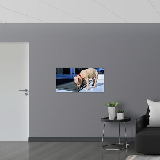 WallClassics - Drapeau - Chien renifleur beige - 100x50 cm Photo sur drapeau polyester