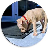 WallClassics - Dibond Muurcirkel - Beige Snuffelend Hondje - 30x30 cm Foto op Aluminium Muurcirkel (met ophangsysteem)