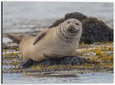 WallClassics - Dibond - Chillende Zeehond op Rots in Water - 40x30 cm Foto op Aluminium (Met Ophangsysteem)