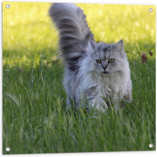 WallClassics - Tuinposter – Langharige Beige Kat in Perfect Gemaaid Gras - 80x80 cm Foto op Tuinposter (wanddecoratie voor buiten en binnen)