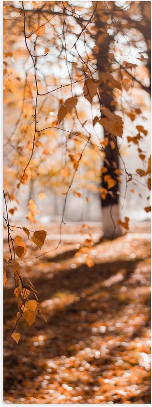 Poster Glanzend – Herfstbladeren aan Tak Hangend in Bos met Zonnestralen - 50x150 cm Foto op Posterpapier met Glanzende Afwerking