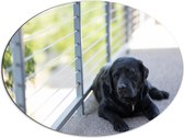WallClassics - Dibond Ovaal - Liggendde Hond op Stoep - 80x60 cm Foto op Ovaal (Met Ophangsysteem)