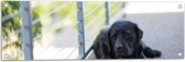 WallClassics - Tuinposter – Liggendde Hond op Stoep - 90x30 cm Foto op Tuinposter (wanddecoratie voor buiten en binnen)