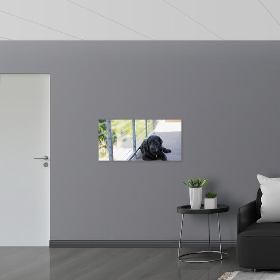 WallClassics - Poster Glossy - Chien couché sur le trottoir - 100x50 cm Photo sur Papier Poster avec Finition Brillante