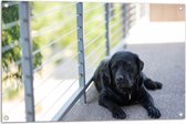 WallClassics - Tuinposter – Liggendde Hond op Stoep - 90x60 cm Foto op Tuinposter (wanddecoratie voor buiten en binnen)