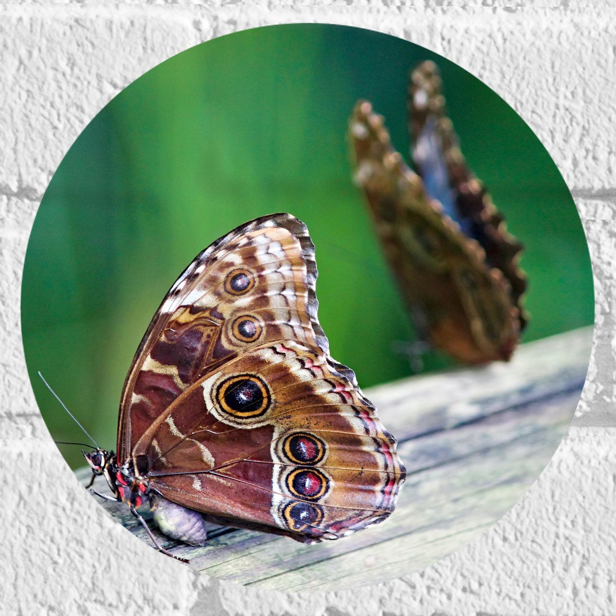 Muursticker Cirkel - Duo van Bruine Vlinders op Boomstam - 20x20 cm Foto op Muursticker