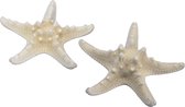Othmar Decorations Décoration étoile de mer - 12x pièces - blanc naturel - 10-15 cm