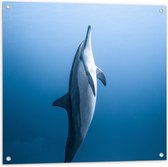 Tuinposter – Verticaal Zwemmende Dolfijn - 80x80 cm Foto op Tuinposter (wanddecoratie voor buiten en binnen)