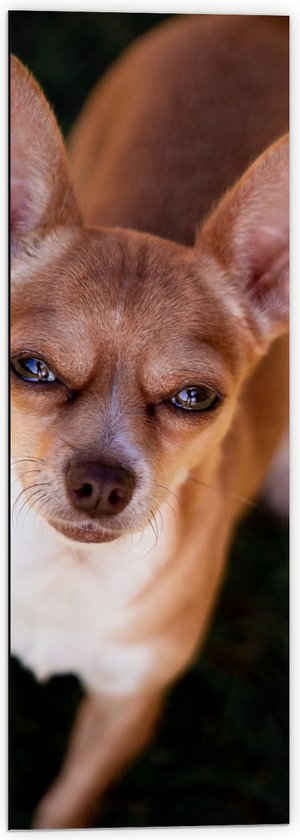 WallClassics - Dibond - Chihuahua Puppy met Knijpende Ogen - 40x120 cm Foto op Aluminium (Met Ophangsysteem)