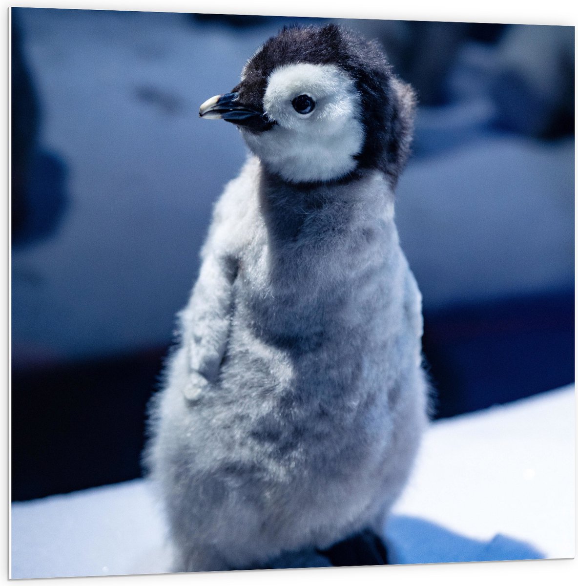 PVC Schuimplaat- Baby Pinguïn in de Sneeuw - 100x100 cm Foto op PVC Schuimplaat