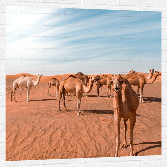 Muursticker - Dromedarissen in de Woestijn - 100x100 cm Foto op Muursticker