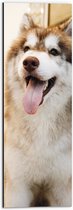 WallClassics - Dibond - Bruine Husky Hond met Uitstekende Tong - 20x60 cm Foto op Aluminium (Met Ophangsysteem)