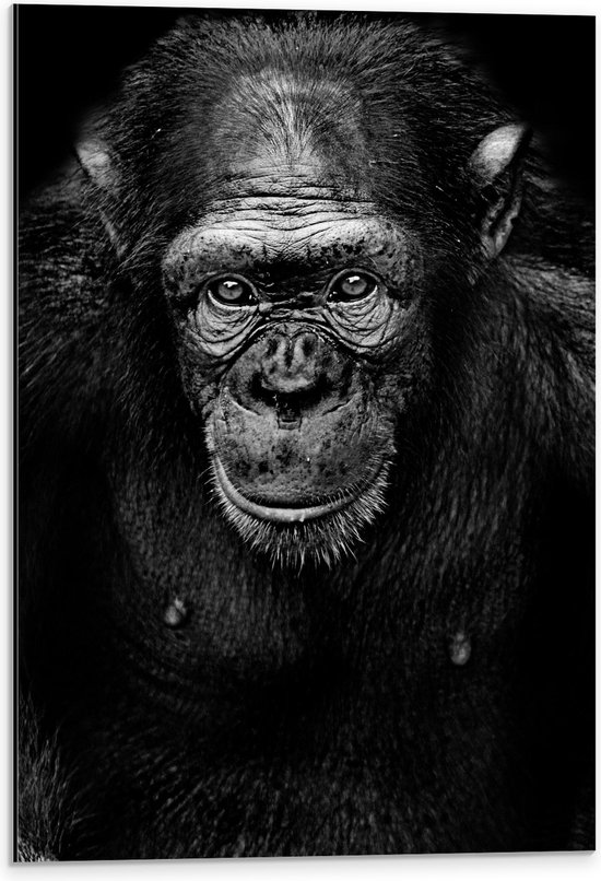 Dibond - Chimpansee van Dichtbij in Zwart-Wit - 40x60 cm Foto op Aluminium (Wanddecoratie van metaal)