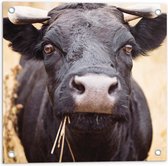 Tuinposter – Aankijkende Zwarte koe in het Gras - 50x50 cm Foto op Tuinposter (wanddecoratie voor buiten en binnen)
