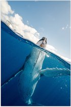 Poster Glanzend – Zwaaiende Walvis aan het Wateroppervlak - 40x60 cm Foto op Posterpapier met Glanzende Afwerking