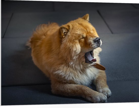 WallClassics - PVC Schuimplaat- Gapende Lichtkleurige Chowchow Hond - 100x75 cm Foto op PVC Schuimplaat