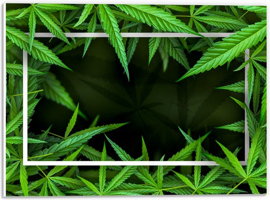 PVC Schuimplaat - Kader van Cannabis Planten - 40x30 cm Foto op PVC Schuimplaat (Met Ophangsysteem)