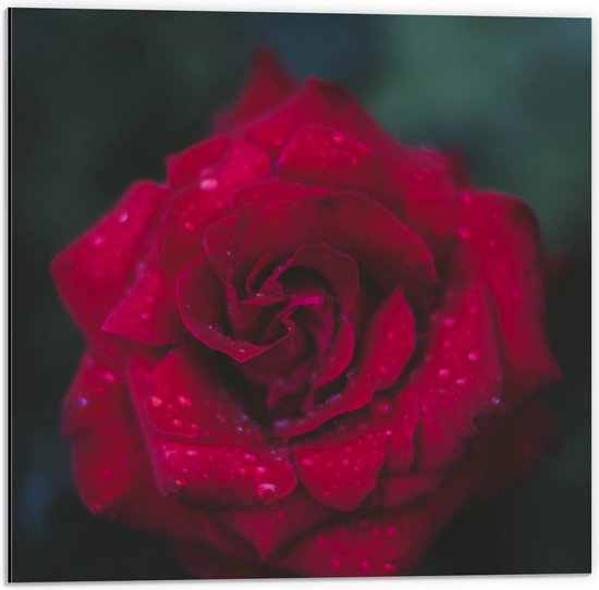 Dibond - Bovenaanzicht van Waterdruppels op Rode Roos - 50x50 cm Foto op Aluminium (Wanddecoratie van metaal)