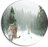 WallClassics - Dibond Muurcirkel - Panter Lopend in Besneeuwd Bos - 40x40 cm Foto op Aluminium Muurcirkel (met ophangsysteem)