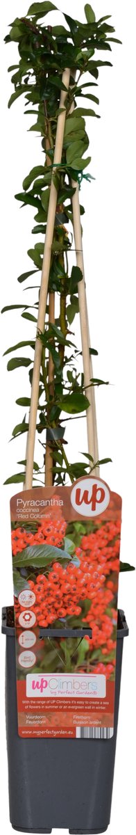 Vuurdoorn - 60-80 cm hoog - Rood